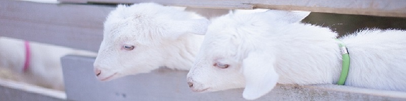 �Ԃ��̂��߂̉��ϐ� �E���E���T�C�g